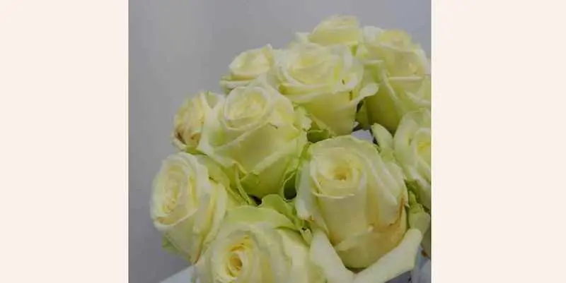 Розы Доломити