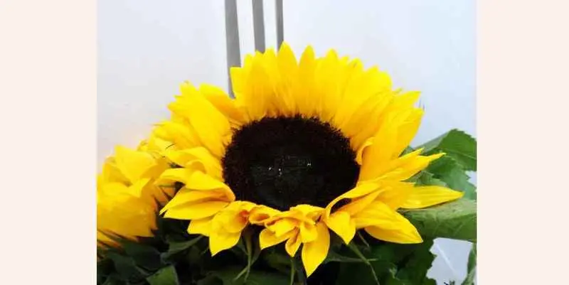 Гелиантус Санрич Оранж (80)